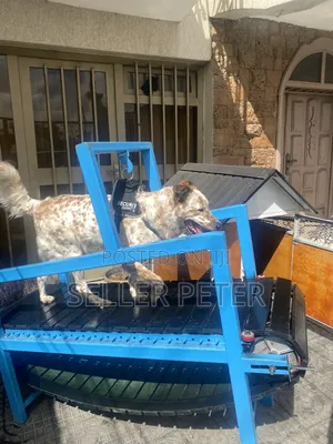Dog Treadmill