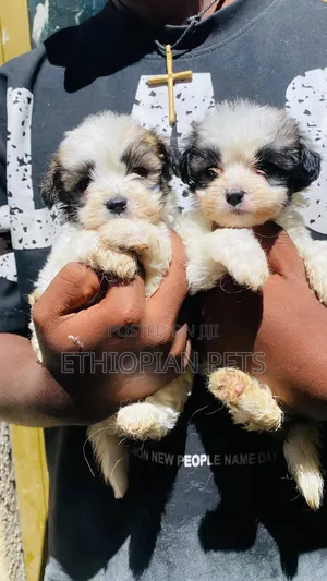 1-3 months Male Purebred Shih Tzu