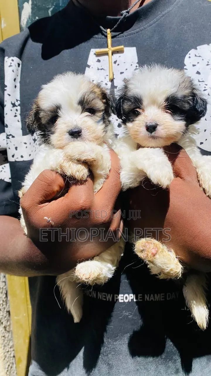 1-3 months Male Purebred Shih Tzu