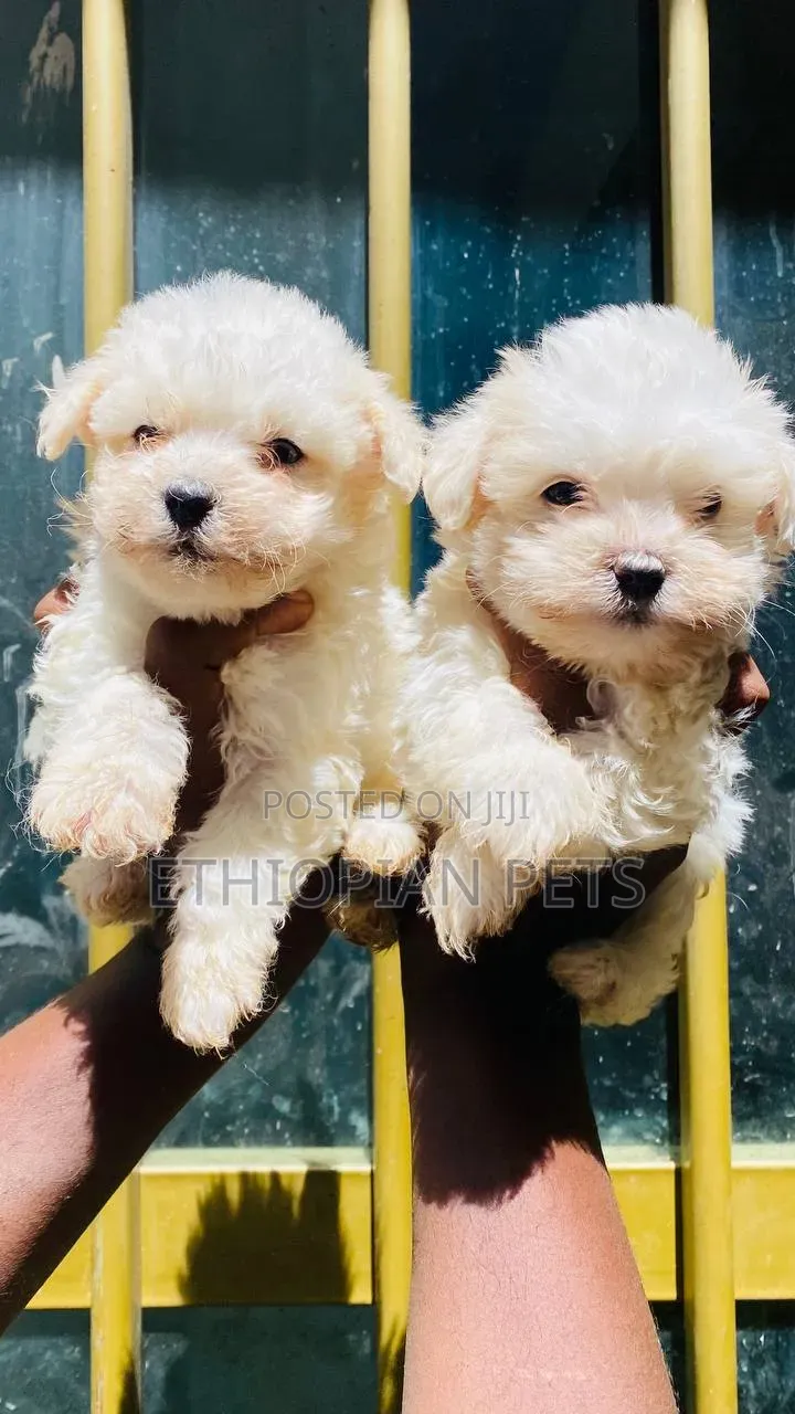 1-3 months Male Purebred Maltese