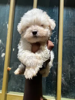 1-3 months Male Purebred Maltese