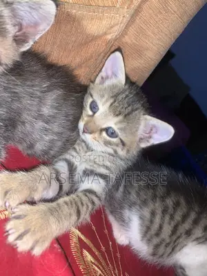0-1 month Female Purebred Abyssinian