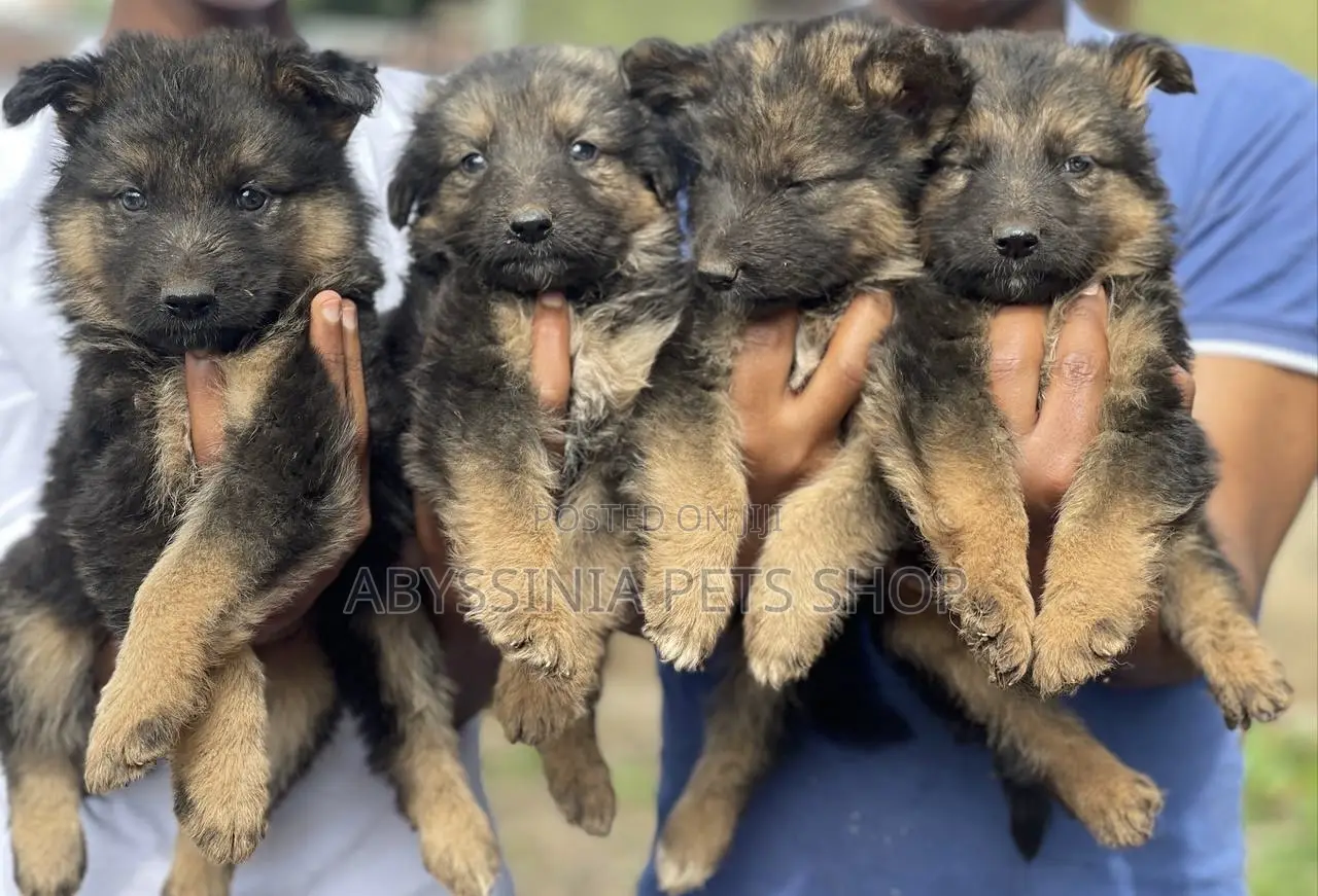 1-3 months Male Purebred German Shepherd