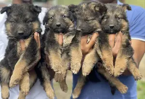 1-3 months Male Purebred German Shepherd