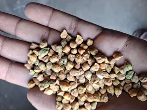 ቀይ ሽንብራ Shinbers