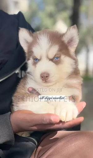 1-3 months Male Purebred Siberian Husky