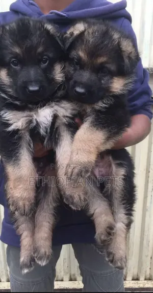 1-3 months Male Purebred German Shepherd