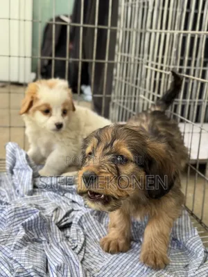 1-3 months Male Purebred Maltese