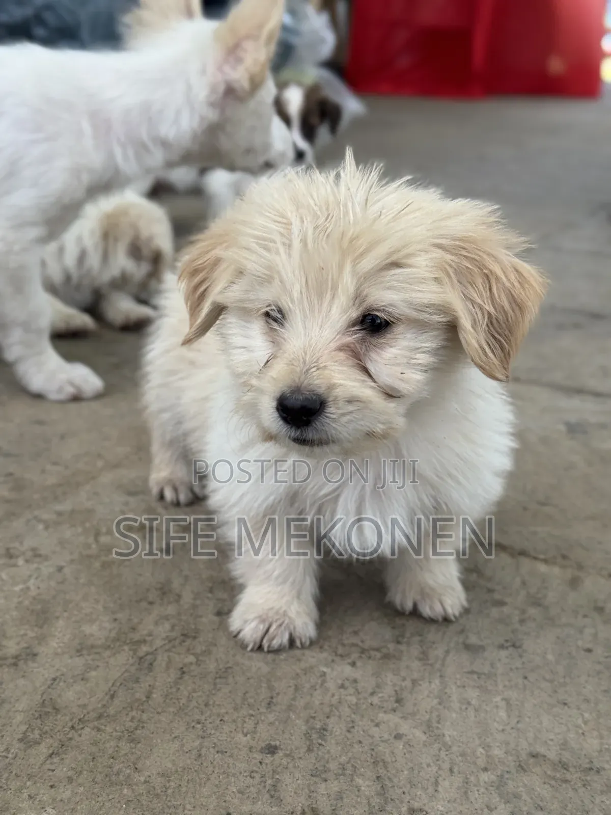 1-3 months Male Purebred Maltese