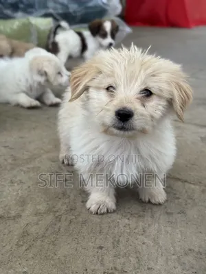 1-3 months Male Purebred Maltese