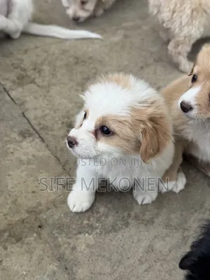 1-3 months Male Purebred Maltese