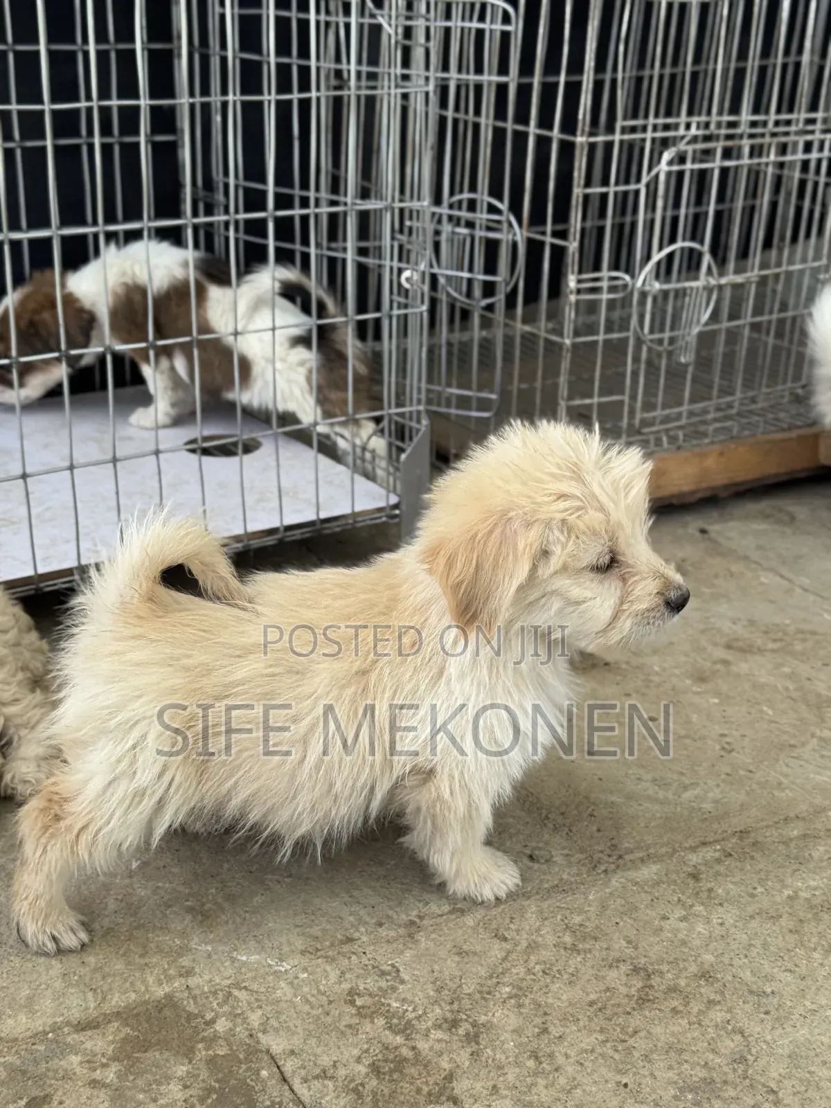 1-3 months Male Purebred Maltese