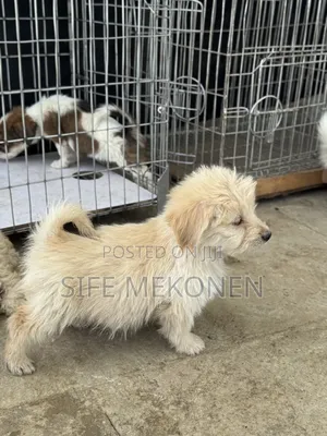 1-3 months Male Purebred Maltese