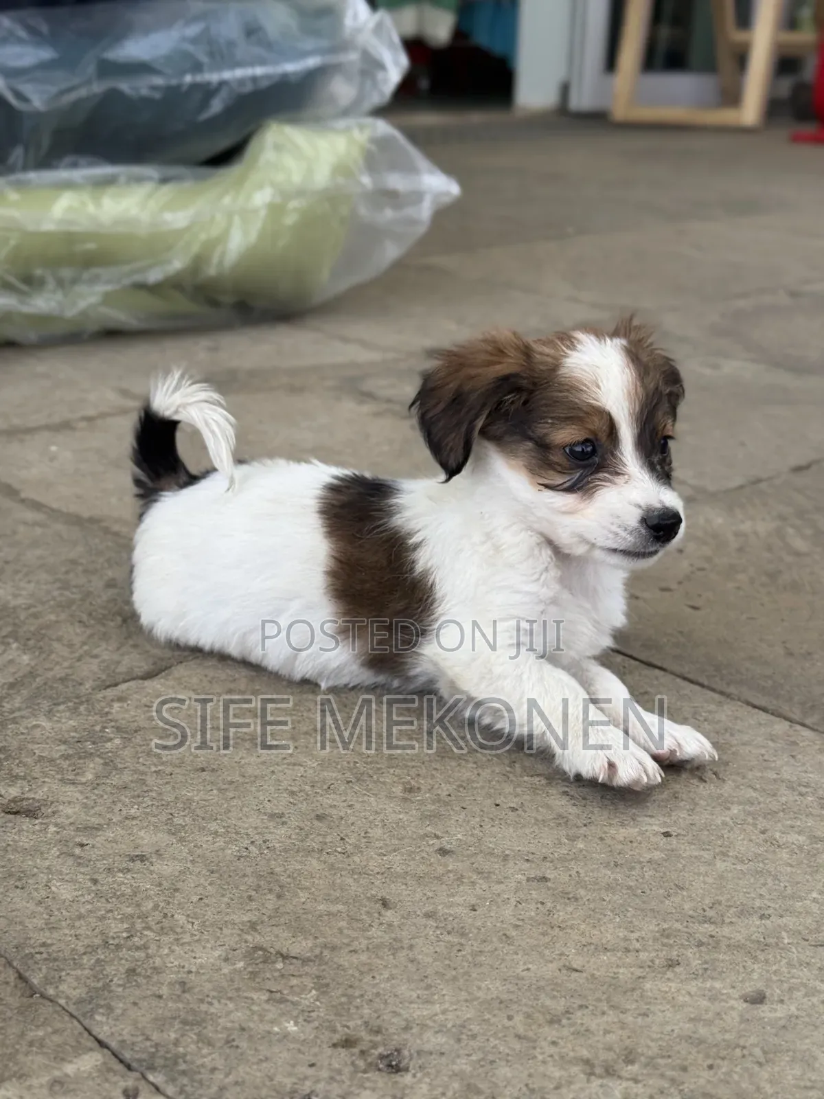 1-3 months Male Purebred Maltese