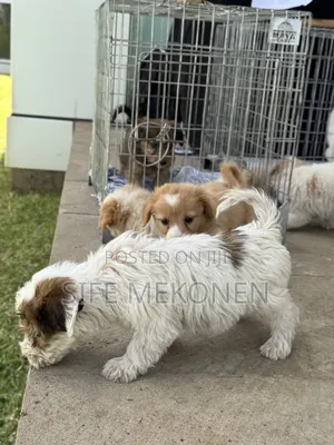 1-3 months Male Purebred Maltese