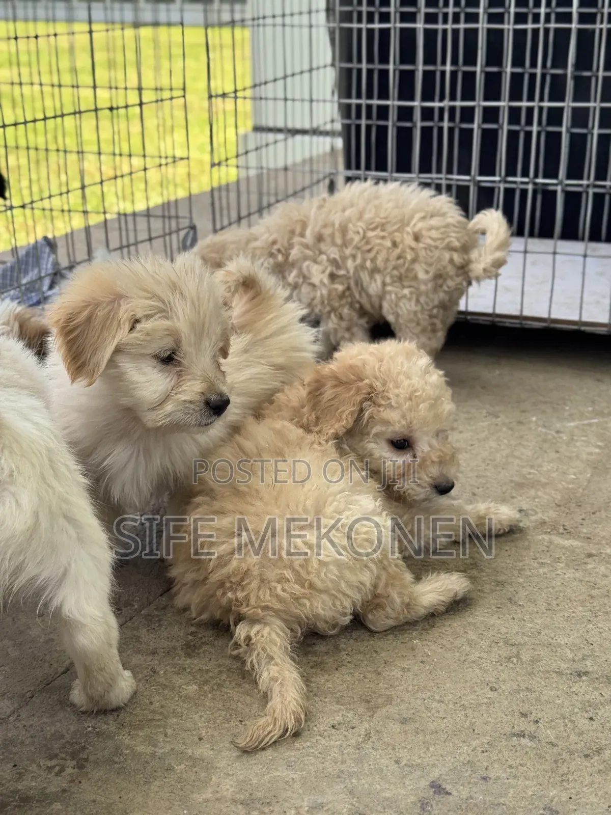 1-3 months Male Purebred Maltese