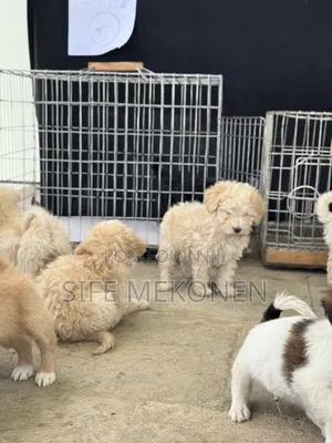 1-3 months Male Purebred Maltese