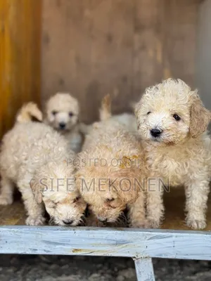 1-3 months Male Purebred Poodle
