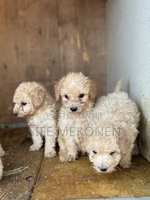 1-3 months Male Purebred Poodle