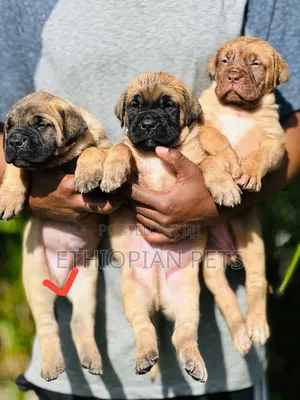 1-3 months Male Purebred Bullmastiff
