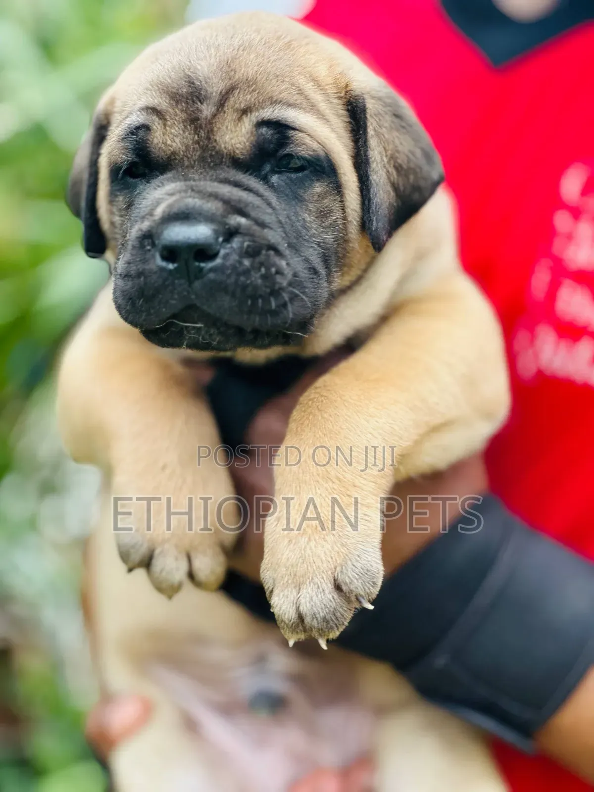 1-3 months Male Purebred Bullmastiff