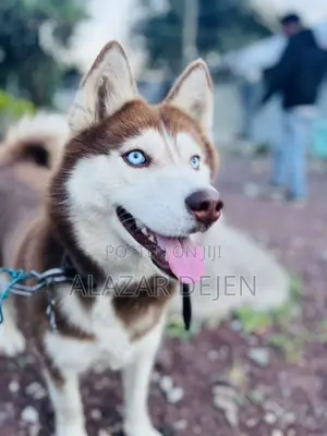 1+ year Female Purebred Siberian Husky