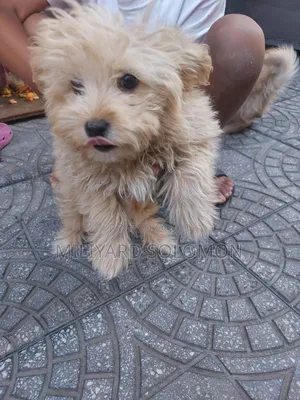 3-6 months Male Mixed Breed Maltese