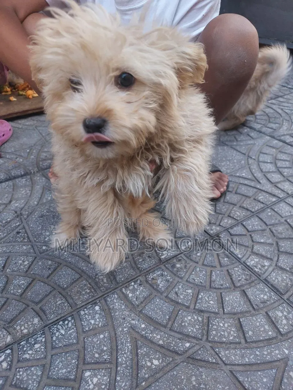 3-6 months Male Mixed Breed Maltese