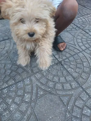 3-6 months Male Mixed Breed Maltese