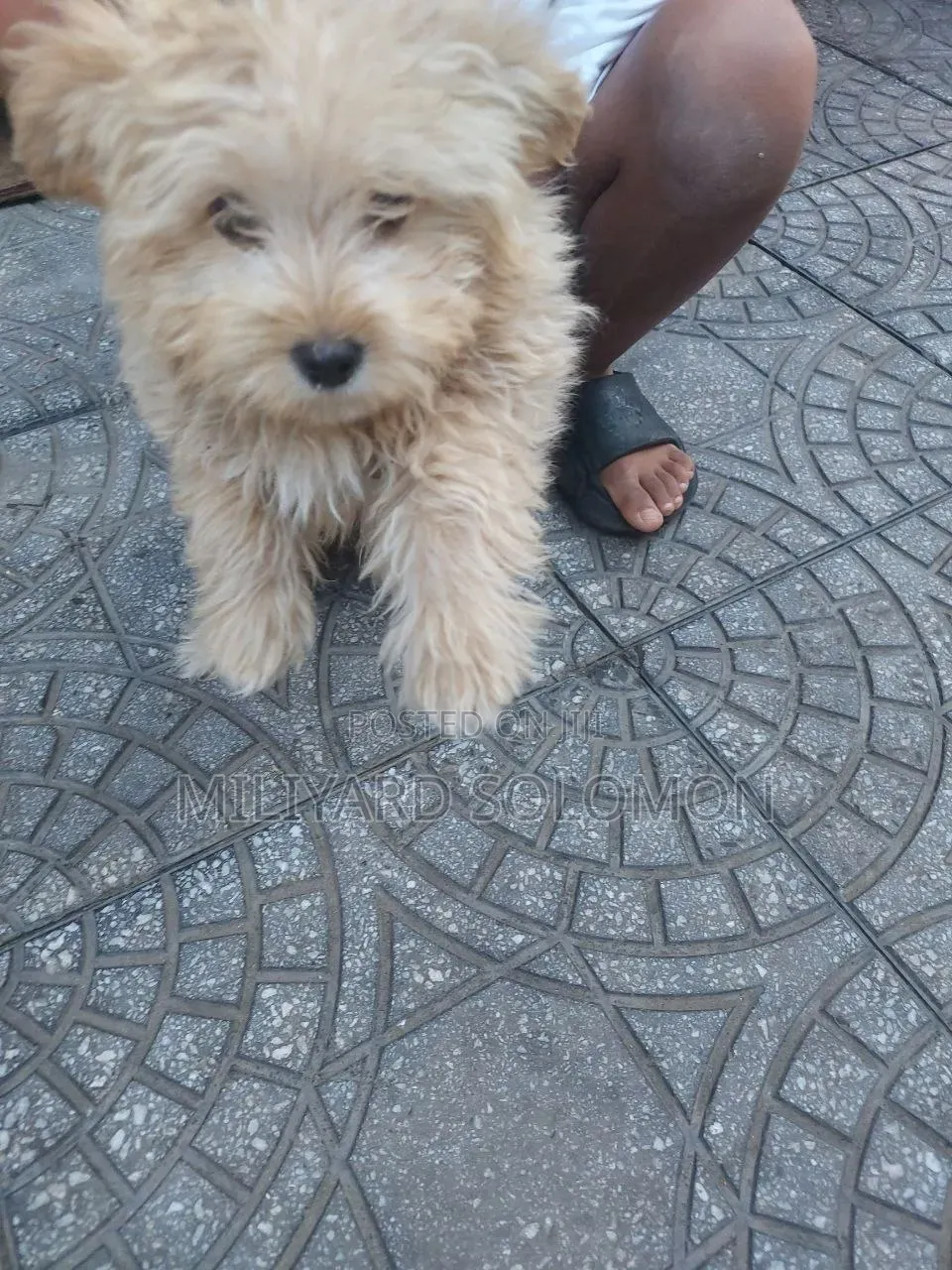 3-6 months Male Mixed Breed Maltese
