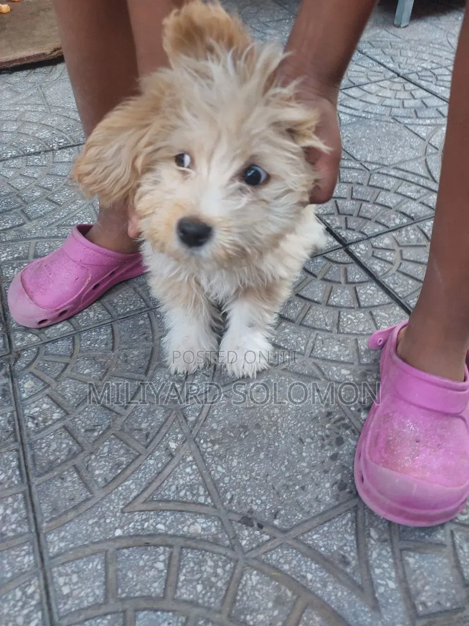3-6 months Male Mixed Breed Maltese
