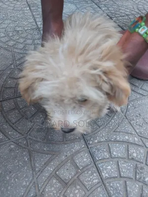 3-6 months Female Mixed Breed Maltese