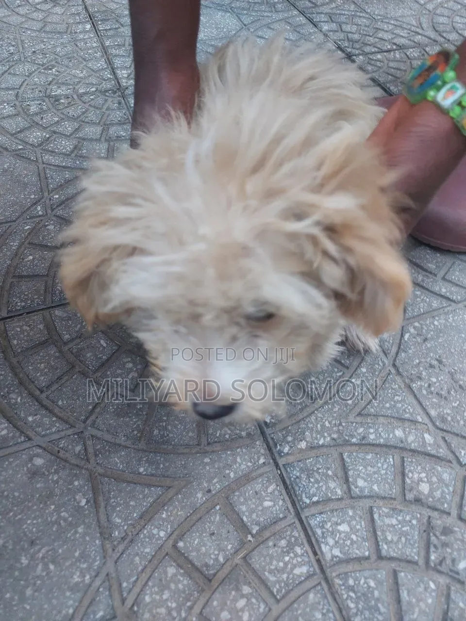3-6 months Female Mixed Breed Maltese