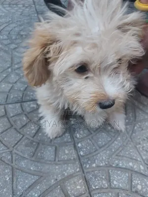 3-6 months Female Mixed Breed Maltese