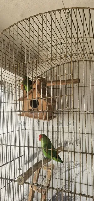 Love Bird Abisiniys