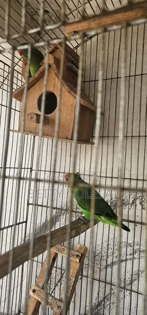 Love Bird Abisiniys