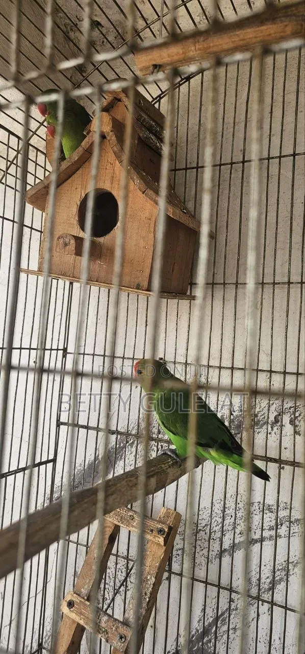Love Bird Abisiniys