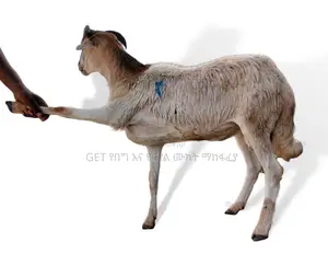 የበግ ሙክት ግንቦት 21-2018 ዓ.ም
