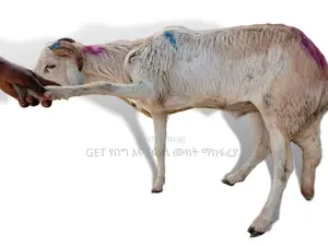 የበግ ሙክት ግንቦት 21-2018 ዓ.ም
