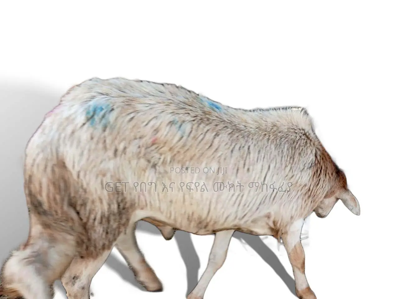 የበግ ሙክት ግንቦት 21-2018 ዓ.ም