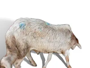 የበግ ሙክት ግንቦት 21-2018 ዓ.ም