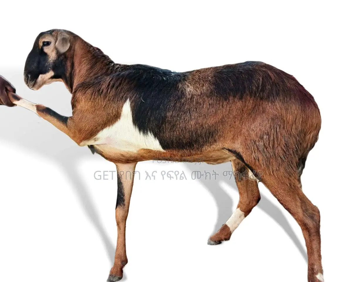 የስጋ በግ አሁኑኑ ይደውሉ