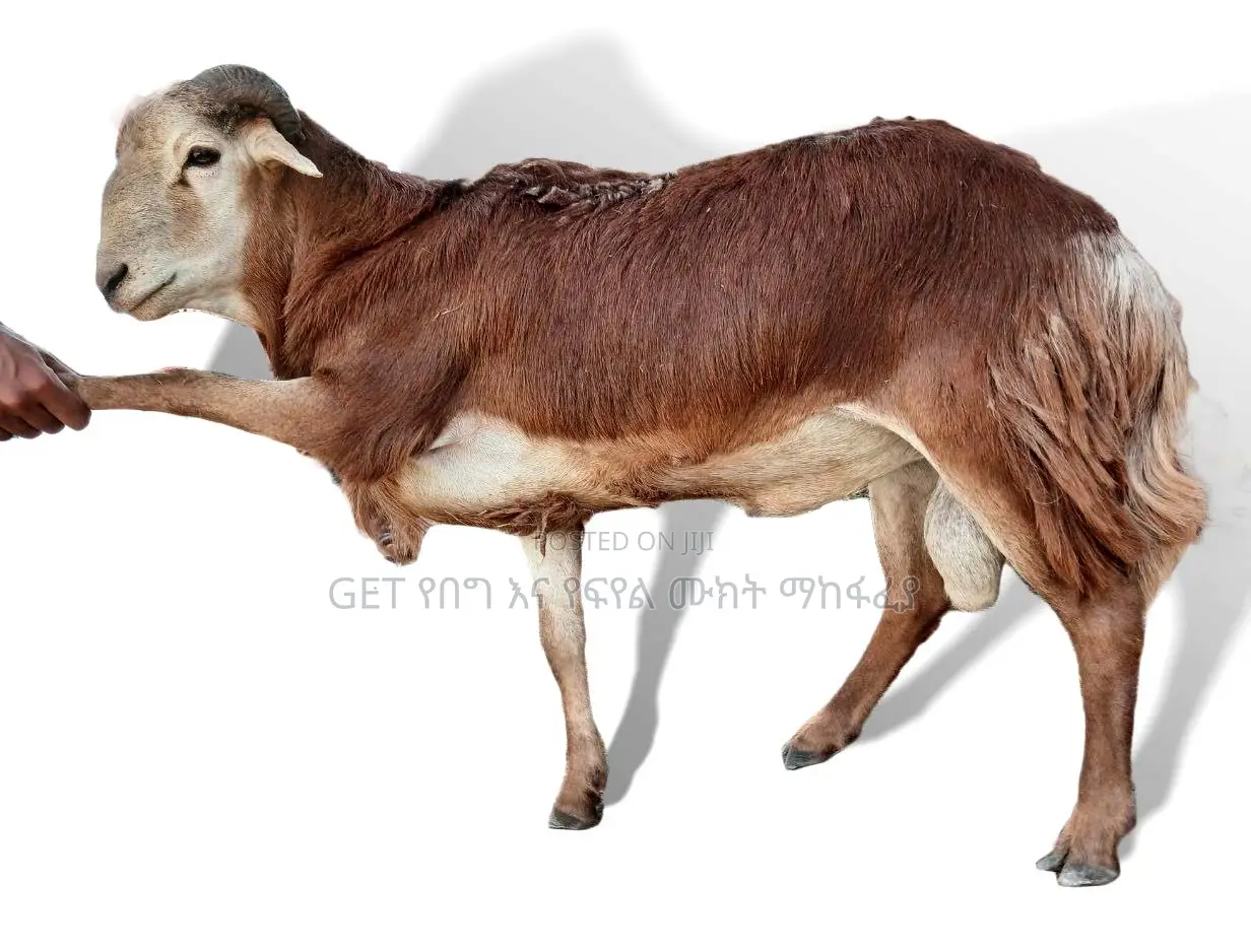 የደለበ የበግ ሙክት ከቤቱ