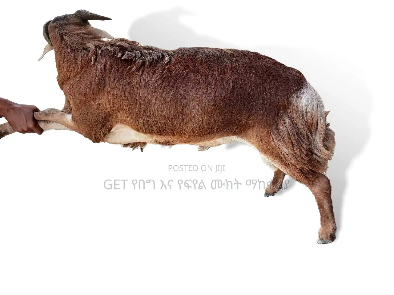 የደለበ የበግ ሙክት ከቤቱ