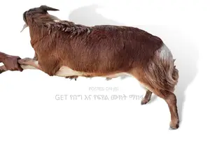 የደለበ የበግ ሙክት ከቤቱ