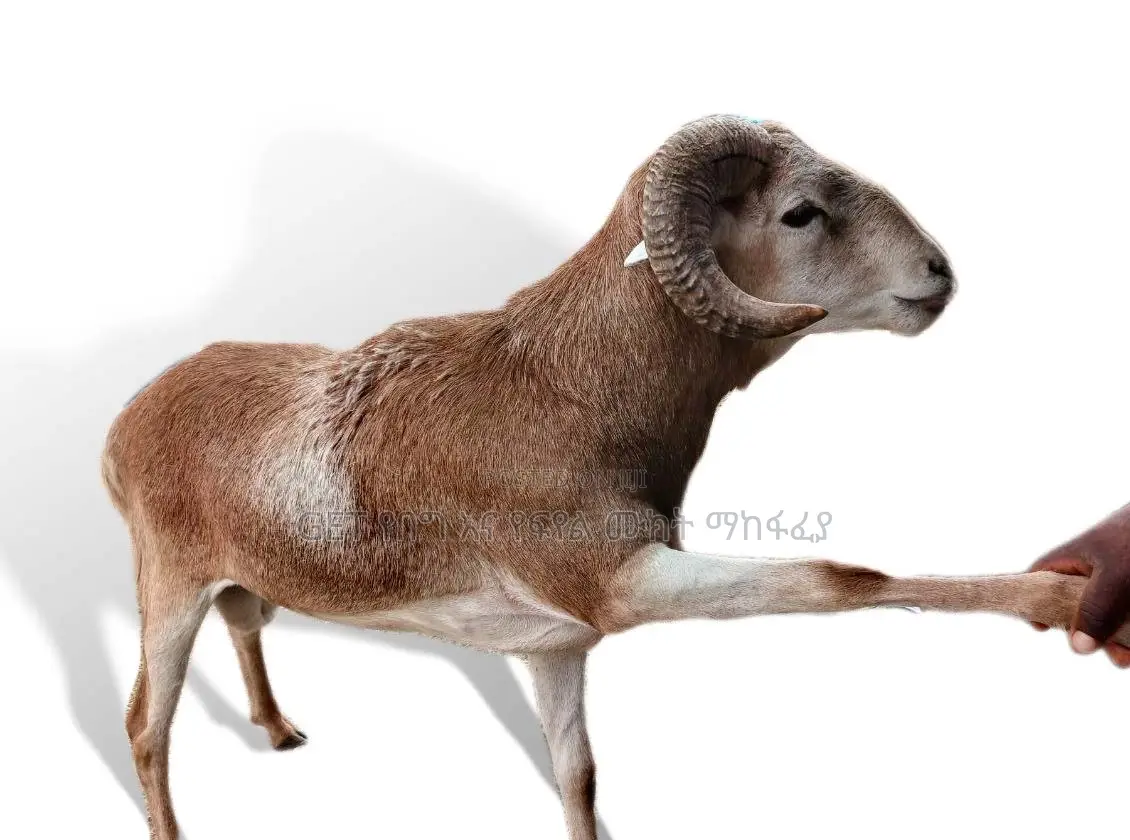የበግ ሙክት እንዳመልጥዎ