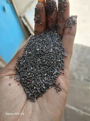Organic Chia Seed