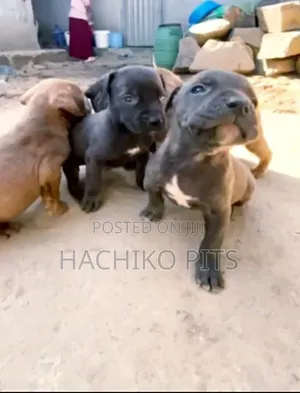 1-3 months Male Purebred American Pit Bull Terrier