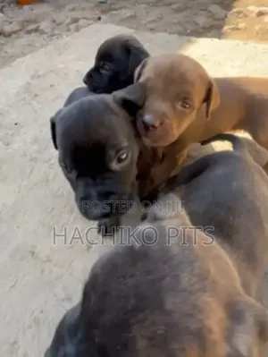 1-3 months Male Purebred American Pit Bull Terrier