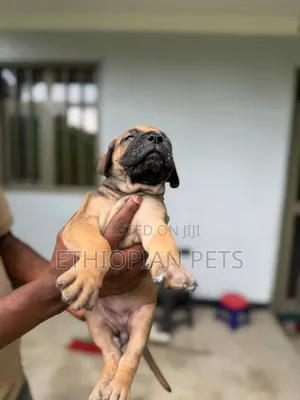 1-3 months Male Purebred Boerboel